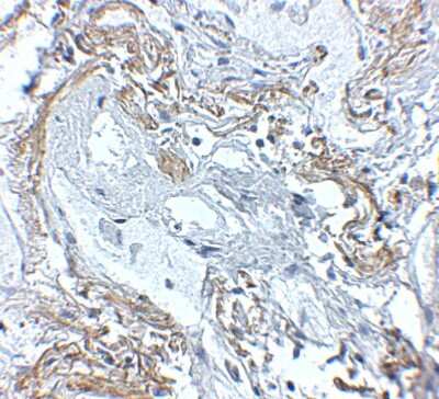 A20/TNFAIP3 Antibody - BSA Free