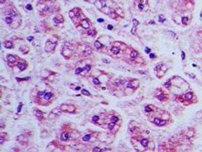 BST2 Antibody - Azide Free (NBP2-45265): Novus Biologicals