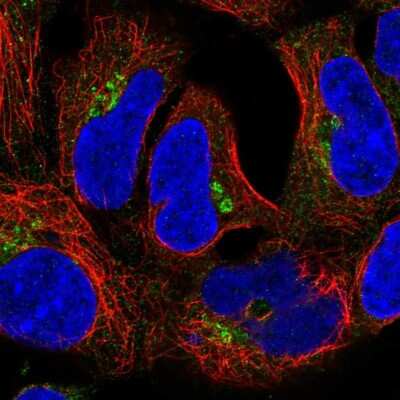 CLASP2 Antibody (NBP2-57817): Novus Biologicals