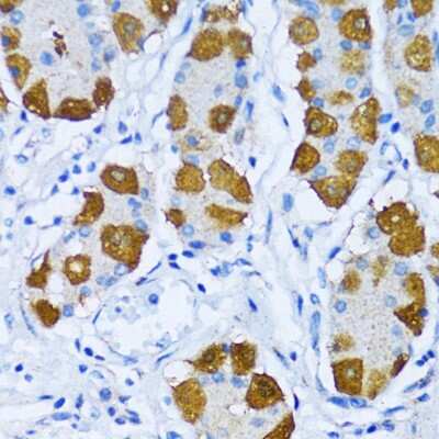 novus biologicals