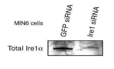 IRE1a antibody