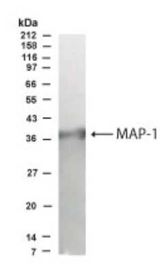 MAP1 Antibody - BSA Free (NB500-227): Novus Biologicals