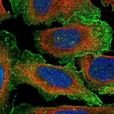 MYL4 Antibodies: Novus Biologicals