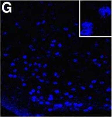 NCOA2 Antibody (NB100-1756): Novus Biologicals