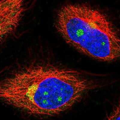 NCOA4 Antibody (NBP2-56237): Novus Biologicals