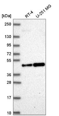 ORC4L Antibody (NBP2-56938): Novus Biologicals