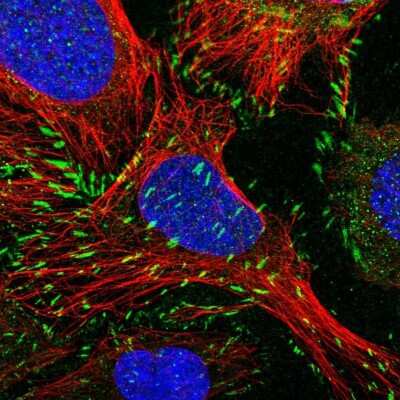 Paxillin Antibody (NBP2-57097): Novus Biologicals