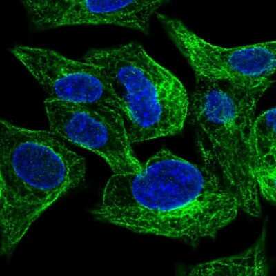 SLC26A1 Antibody (NBP1-84897): Novus Biologicals