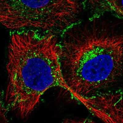 SLC44A2 Antibody (NBP2-57838): Novus Biologicals