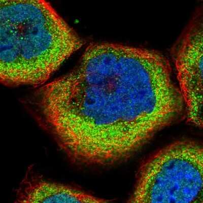 SLC9A5 Antibody (NBP1-80997): Novus Biologicals