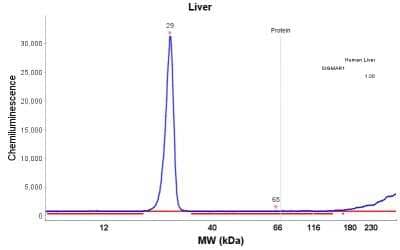 Sigma 1 R Oprs1 Research Products Novus Biologicals