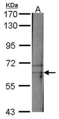 TAF15 Antibody (NBP1-32461): Novus Biologicals