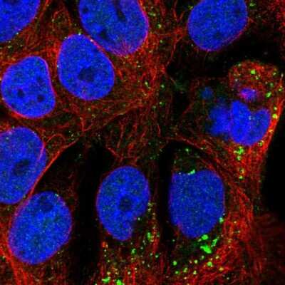 TMEM182 Antibody (NBP2-32038): Novus Biologicals