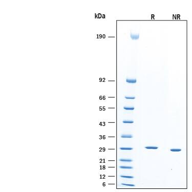2 μg/lane of Recombinant S. marcescens NucA nuclease Protein (Catalog # 10038-NAB) was resolved with SDS-PAGE under reducing (R) and non-reducing (NR) conditions and visualized by Coomassie® Blue staining, showing bands at 27-30 kDa, under reducing conditions.