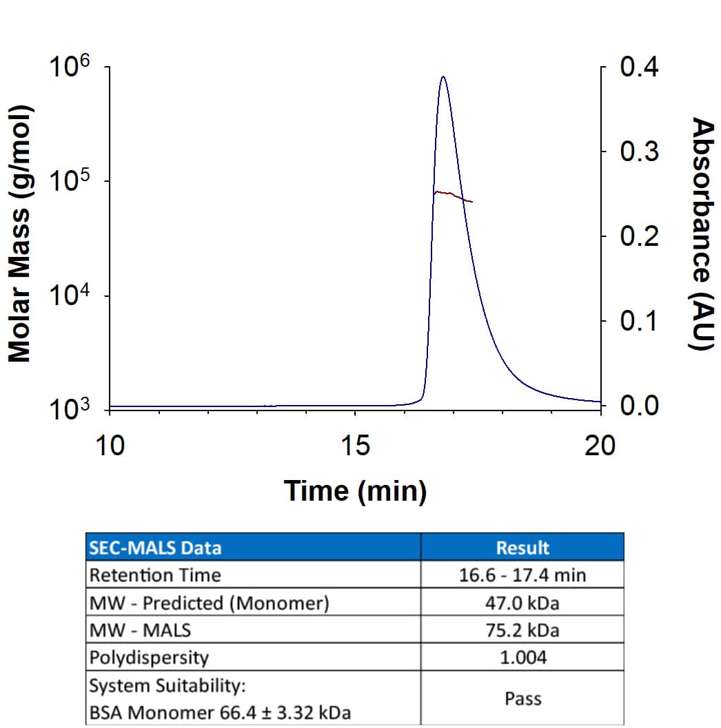 Recombinant human LAG-3 (Catalog # 10056-L3) has a molecular weight (MW) of 75.2 kDa as analyzed by SEC-MALS, suggesting that this protein is a monomer.  MW may differ from predicted MW due to post-translational modifications (PTMs) present (i.e. Glycosylation).