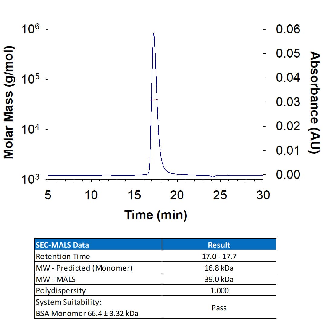 Recombinant Human IFN-G (Catalog # 10067-IF) has a molecular weight (MW) of 37-41 kDa as analyzed by SEC-MALS, suggesting that this protein is a homodimer. MW may differ from predicted MW due to post-translational modifications (PTMs) present (i.e. Glycosylation).