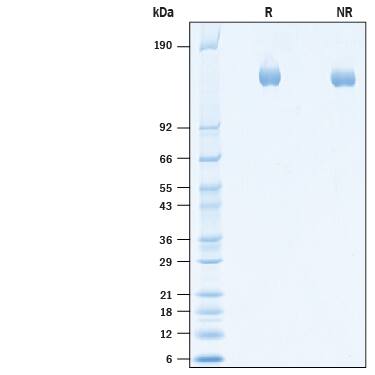 SDS-Page Plexin A1 [Unconjugated]
