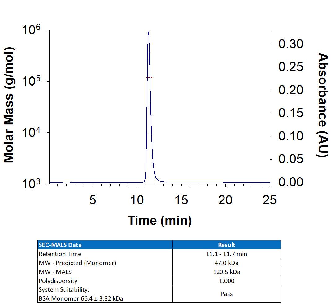 Recombinant Cynomolgus Monkey OX40/TNFRSF4 Fc Chimera Protein (Catalog # 10311-OX) has a molecular weight (MW) of 114-127 kDa as analyzed by SEC-MALS, suggesting that this protein is a homodimer. MW may differ from predicted MW due to post-translational modifications (PTMs) present (i.e. Glycosylation).