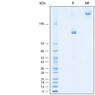 2 μg/lane of Recombinant Mouse CEACAM-5/CD66e Fc Chimera Protein (Catalog # 10403-CM) was resolved with SDS-PAGE under reducing (R) and non-reducing (NR) conditions and visualized by Coomassie® Blue staining, showing bands at 125-145 kDa and 250-290 kDa, respectively.