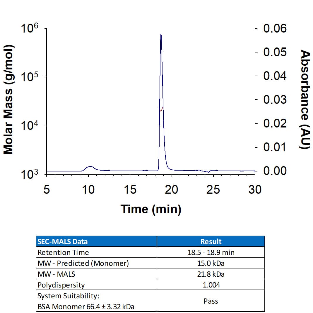 Recombinant Human IL‑2 (Mammalian-expressed) Protein (Catalog # 10453-IL) has a molecular weight (MW) of 21-23 kDa as analyzed by SEC-MALS, suggesting that this protein is a monomer. MW may differ from predicted MW due to post-translational modifications (PTMs) present (i.e. Glycosylation).