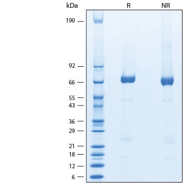 SDS-Page COX-2 [Unconjugated]