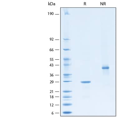 2 μg/lane of Recombinant Human VEGF 206 (aa 27-232) Protein (Catalog # 10490-VE) was resolved with SDS-PAGE under reducing (R) and non-reducing (NR) conditions and visualized by Coomassie® Blue staining, showing bands at 26-30 kDa and 38-44 kDa, respectively.