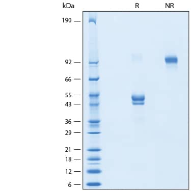 2 μg/lane of Recombinant Human CD3 gamma Fc Chimera Protein (Catalog # 10550-CD) was resolved with SDS-PAGE under reducing (R) and non-reducing (NR) conditions and visualized by Coomassie® Blue staining, showing bands at 42-53 kDa and 80-110 kDa, respectively.