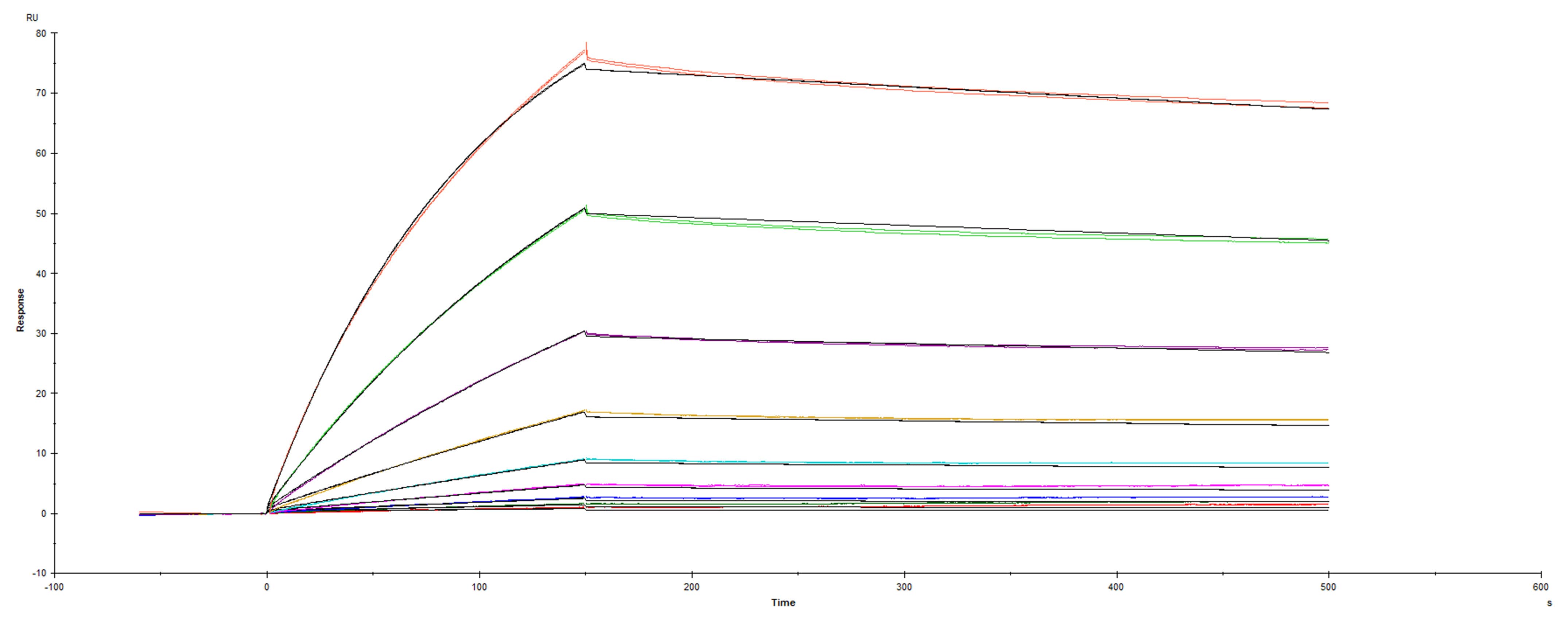 Recombinant SARS-CoV-2 Spike protein with a GCN4-IZ domain and His-tag was immobilized on a Biacore Sensor Chip CM5, and binding to recombinant human ACE-2 (933-ZN) was measured at a concentration range between 0.37 nM and 94.3 nM. The double-referenced sensorgram was fit to a 1:1 binding model to determine the binding kinetics and affinity, with an affinity constant of KD=2.580 nM. 