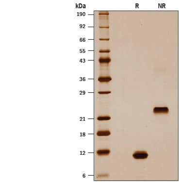 1 μg/lane of Recombinant Mouse GDF-15 (CHO-expressed) Protein (Catalog # 10596-GD) was resolved with SDS-PAGE under reducing (R) and non-reducing (NR) conditions and visualized by silver staining, showing bands at 11-13 kDa and 22-26 kDa, respectively.