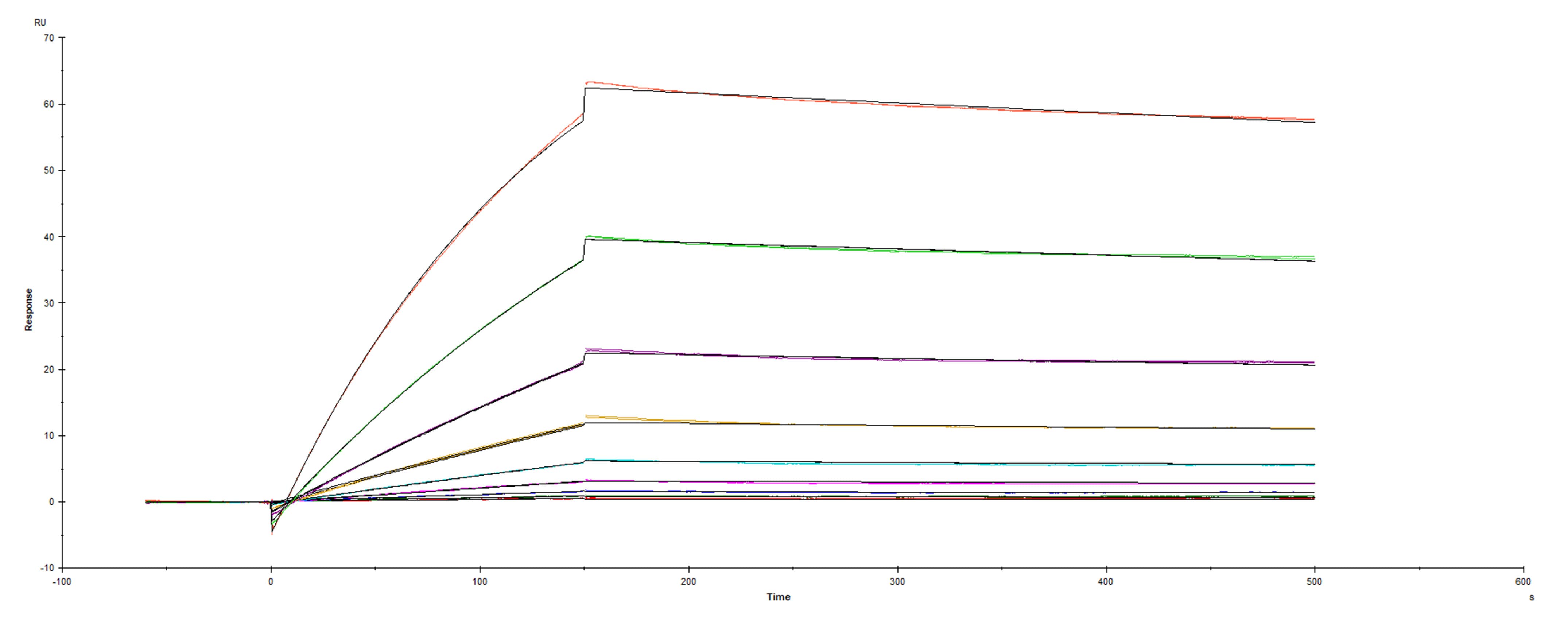 Recombinant SARS-CoV-2 Spike S1 Subunit D614G His-tag was immobilized on a Biacore Sensor Chip CM5, and binding to recombinant human ACE-2 (933-ZN) was measured at a concentration range between 0.18 nM and 47.2 nM. The double-referenced sensorgram was fit to a 1:1 binding model to determine the binding kinetics and affinity, with an affinity constant of KD=1.546 nM.