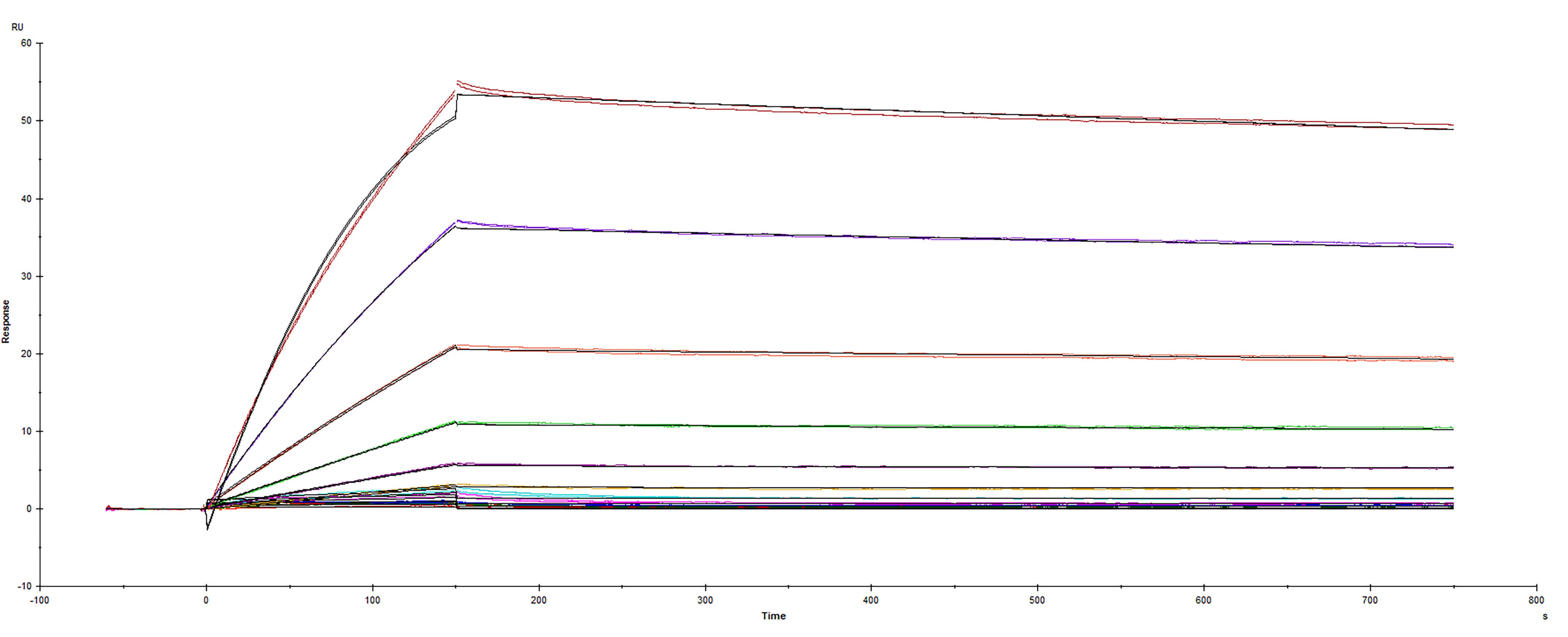 Recombinant SARS-CoV-2 Spike protein S1 subunit D614G His-tag was immobilized on a Biacore Sensor Chip CM5, and binding to recombinant human ACE-2 (933-ZN) was measured at a concentration range between 0.046 nM and 47.2 nM. The double-referenced sensorgram was fit to a 1:1 binding model to determine the binding kinetics and affinity, with an affinity constant of KD=0.401 nM.