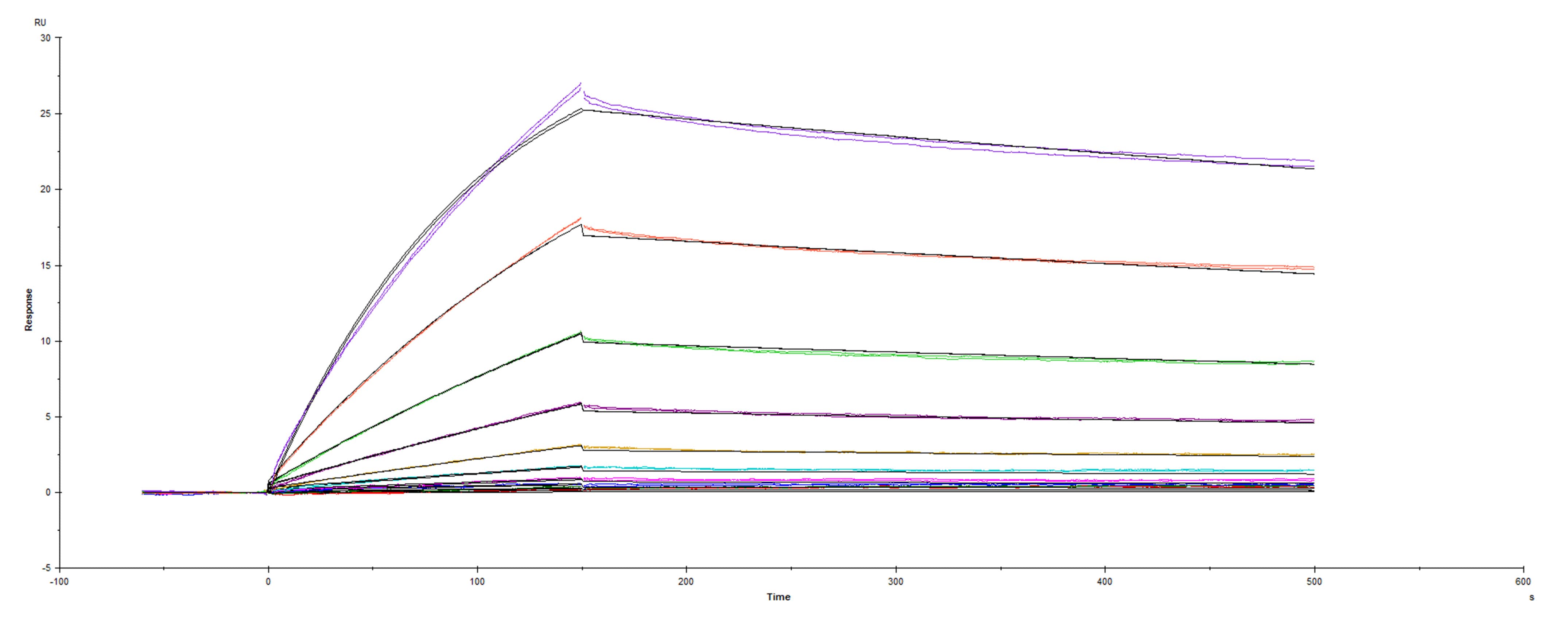 Recombinant SARS-CoV-2 Spike protein D614G His-tag was immobilized on a Biacore Sensor Chip CM5, and binding to recombinant human ACE-2 (933-ZN) was measured at a concentration range between 0.092 nM and 47.2 nM. The double-referenced sensorgram was fit to a 1:1 binding model to determine the binding kinetics and affinity, with an affinity constant of KD=2.099 nM.