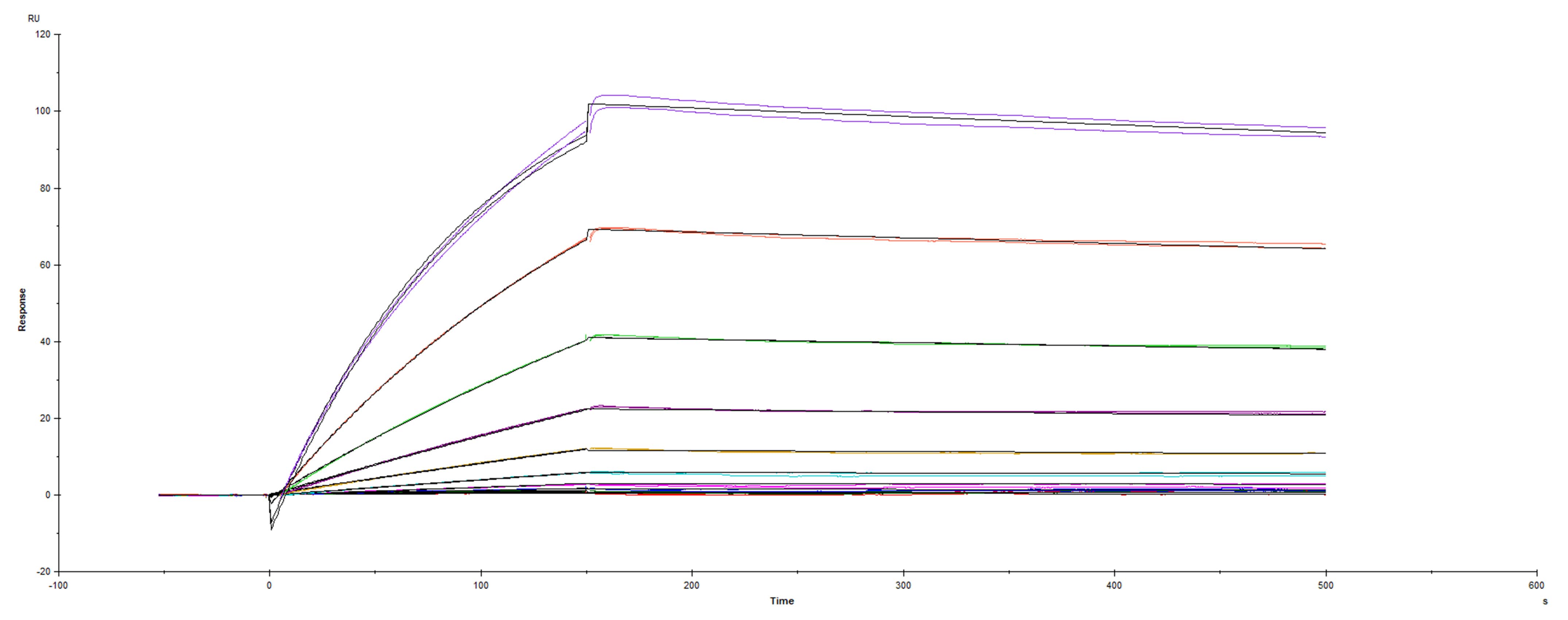 Recombinant SARS-CoV-2 Spike RBD V483A His-tag was immobilized on a Biacore Sensor Chip CM5, and binding to recombinant human ACE-2 (933-ZN) was measured at a concentration range between 0.18 nM and 94.3 nM. The double-referenced sensorgram was fit to a 1:1 binding model to determine the binding kinetics and affinity, with an affinity constant of KD=2.038 nM.