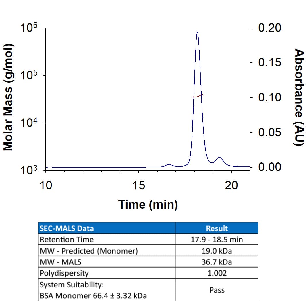 Recombinant human IL-10 (Catalog # 1064-ILB) has a molecular weight (MW) of 36.7 kDa as analyzed by SEC-MALS, suggesting that this protein is a homodimer.  MW may differ from predicted MW due to post-translational modifications (PTMs) present (i.e. Glycosylation).