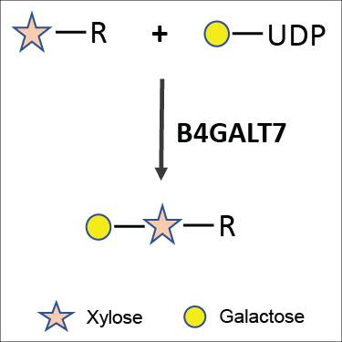 Enzyme Activity B4GALT7 [Unconjugated]