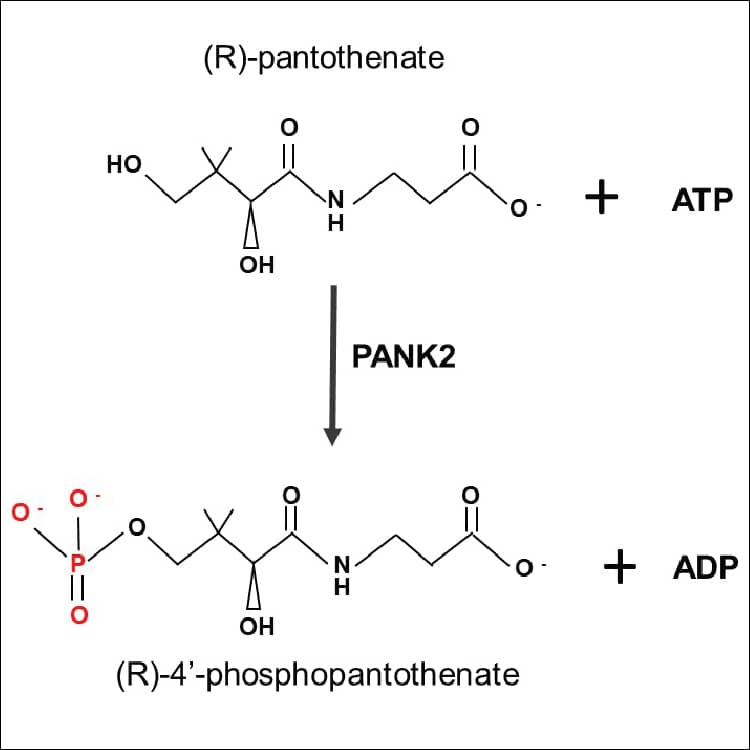 Enzyme Activity PANK2 [Unconjugated]
