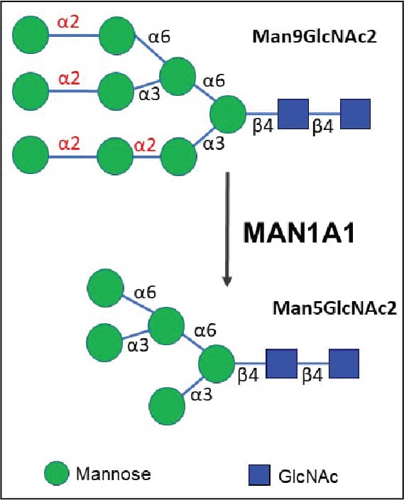 MAN1A1 is involved in the removal of 4 distinct  alpha -1,2-linked mannose residues from Man9GlcNAc2 to produce Man5GlcNAc2, an essential step of N-glycan maturation.