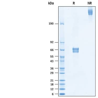 2 μg/lane of Recombinant Mouse FGL2 HA-tag (Catalog # 10691-FL) was resolved with SDS-PAGE under reducing (R) and non-reducing (NR) conditions and visualized by Coomassie® Blue staining, showing bands at 61-72 kDa and 244-288 kDa, respectively.