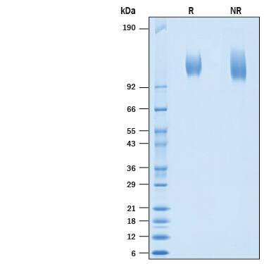 2 μg/lane of Recombinant SARS-CoV-2 Spike S1 Subunit His-tag (Catalog # 10693-CV) was resolved with SDS-PAGE under reducing (R) and non-reducing (NR) conditions and visualized by Coomassie® Blue staining, showing bands at 105-125 kDa.