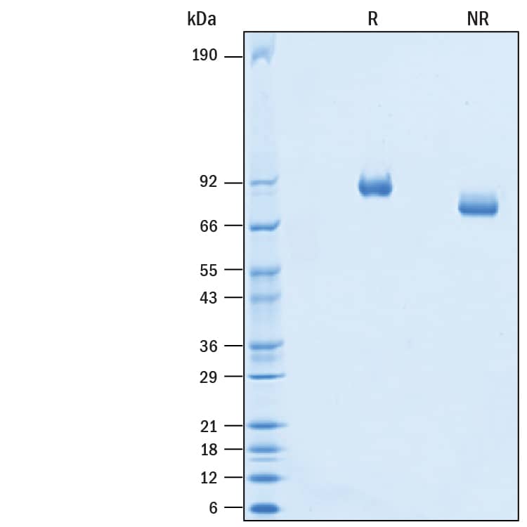 2 μg/lane of Recombinant Human Melanotransferrin/CD228 His-tag Protein (Catalog # 10696-MT) was resolved with SDS-PAGE under reducing (R) and non-reducing (NR) conditions and visualized by Coomassie® Blue staining, showing bands at 84-92 kDa and 75-85 kDa, respectively.