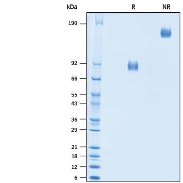 2 μg/lane of Recombinant Human Nectin-1 Fc Chimera Protein (Catalog # 10697-N1) was resolved with SDS-PAGE under reducing (R) and non-reducing (NR) conditions and visualized by Coomassie® Blue staining, showing bands at 78-88 kDa and 156-176 kDa, respectively.