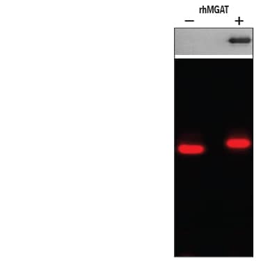 Enzyme Activity MGAT2 [Unconjugated]