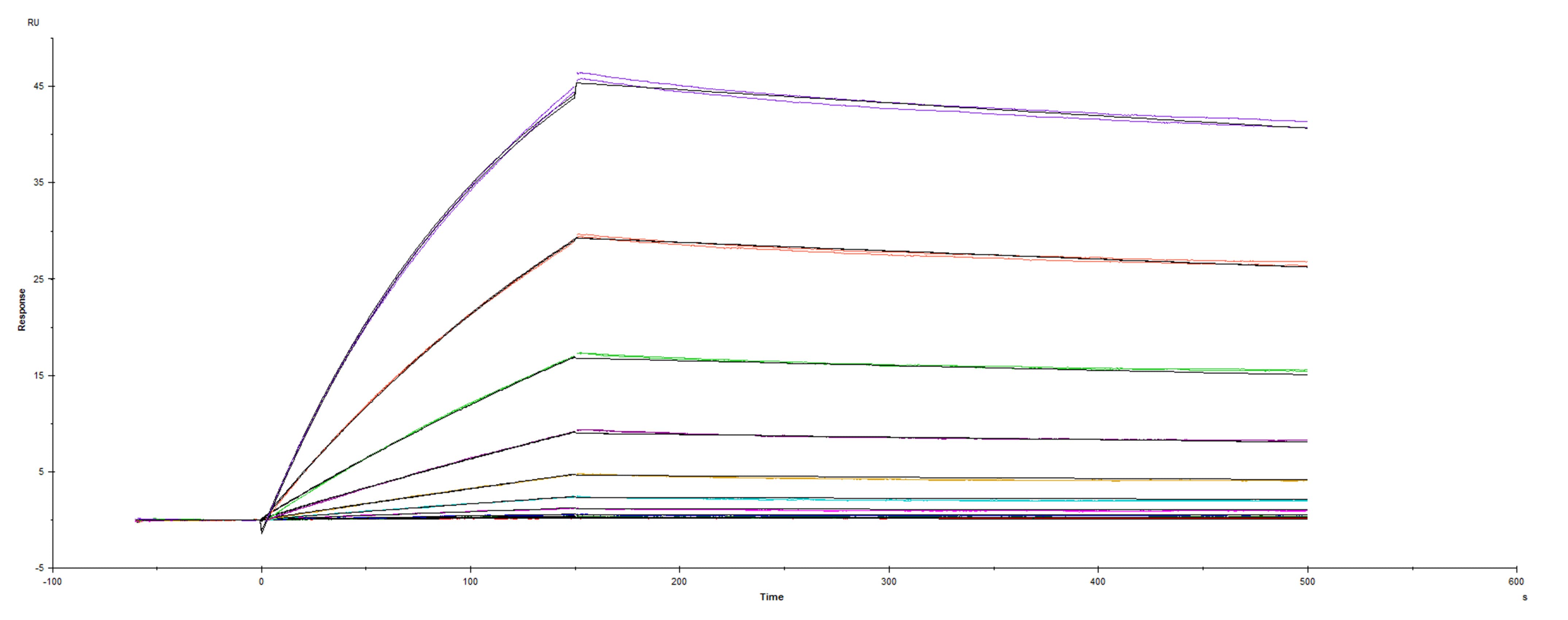 Recombinant SARS-CoV-2 Spike S1 subunit A222V His-tag was immobilized on a Biacore Sensor Chip CM5, and binding to recombinant human ACE-2 (933-ZN) was measured at a concentration range between 0.092 nM and 47.2 nM. The double-referenced sensorgram was fit to a 1:1 binding model to determine the binding kinetics and affinity, with an affinity constant of KD=1.815 nM.