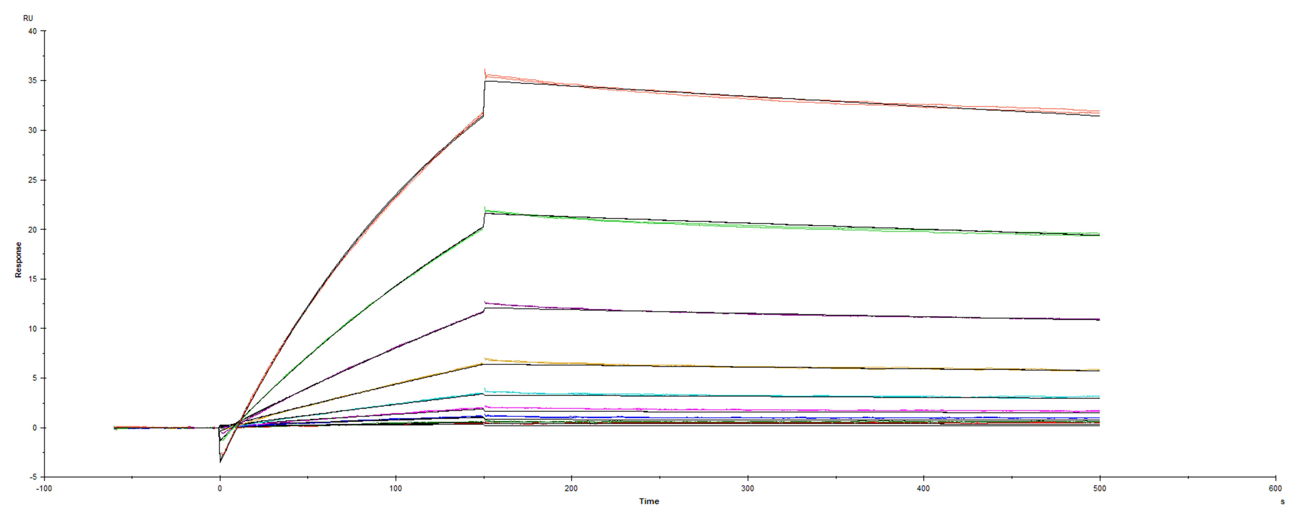 Recombinant SARS-CoV-2 Spike RBD South African variant B.1.351 was immobilized on a Biacore Sensor Chip CM5, and binding to recombinant human ACE-2 (933-ZN) was measured at a concentration range between 0.18 nM and 47.2 nM. The double-referenced sensorgram was fit to a 1:1 binding model to determine the binding kinetics and affinity, with an affinity constant of KD=2.227 nM.