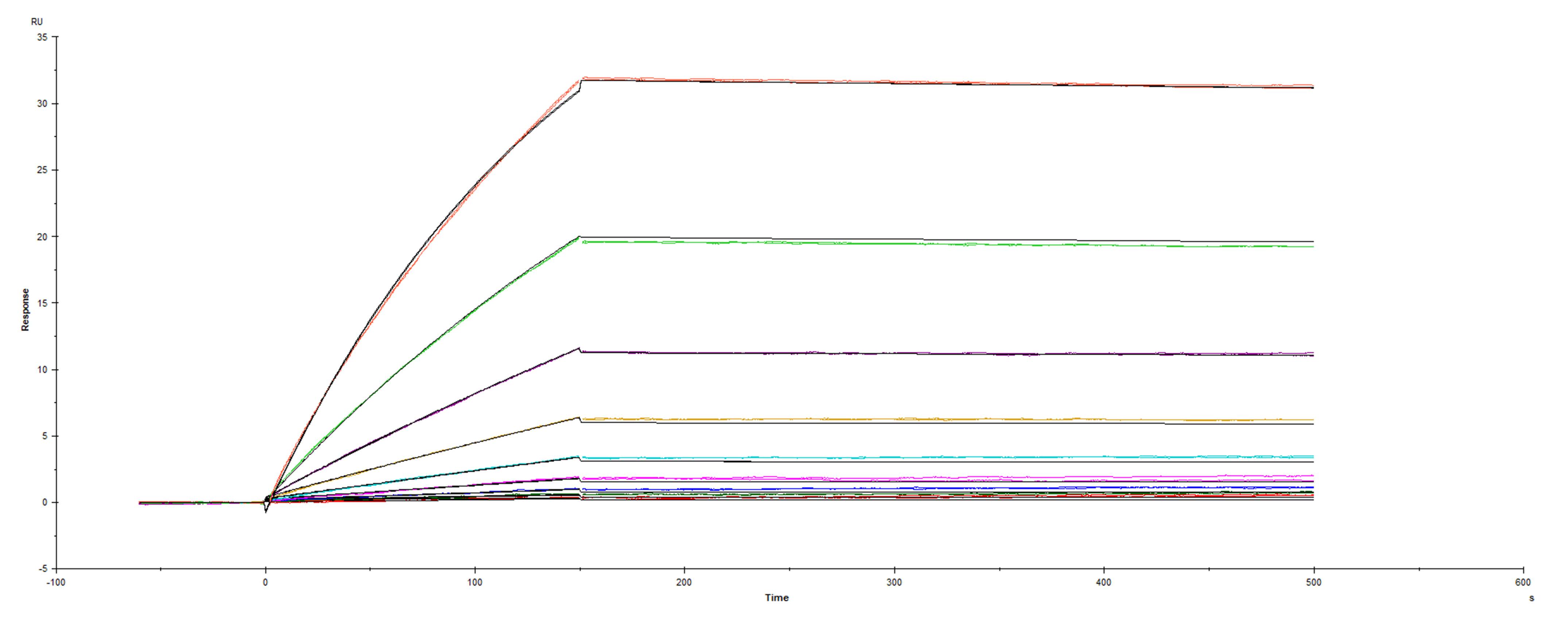 Recombinant SARS-CoV-2 Mink Cluster-5 variant Spike protein His-tag was immobilized on a Biacore Sensor Chip CM5, and binding to recombinant human ACE-2 (933-ZN) was measured at a concentration range between 0.18 nM and 47.2 nM. The double-referenced sensorgram was fit to a 1:1 binding model to determine the binding kinetics and affinity, with an affinity constant of KD=0.3411 nM.