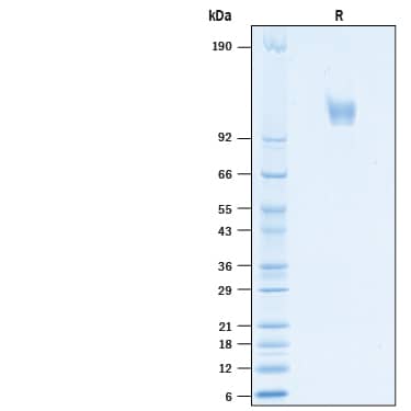 2 μg/lane of Recombinant MERS-CoV Spike S1 (GCN4-IZ) His-tag (Catalog # 10737-CV) was resolved with SDS-PAGE under reducing (R) conditions and visualized by Coomassie® Blue staining, showing bands at 105-125 kDa.