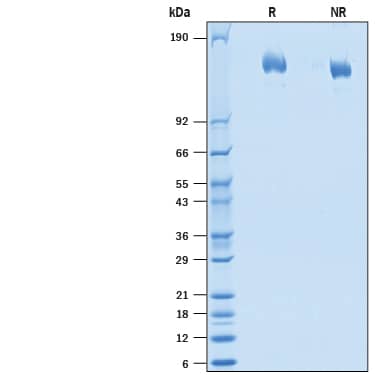 2 μg/lane of Recombinant MERS-CoV Spike (GCN4-IZ) His-tag (Catalog # 10739-CV) was resolved with SDS-PAGE under reducing (R) and non-reducing (NR) conditions and visualized by Coomassie® Blue staining, showing bands at 145-175 kDa.