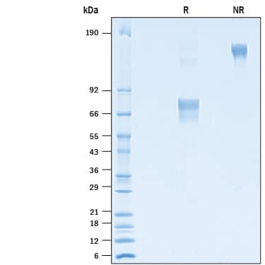2 μg/lane of Recombinant Canine PD-L1/B7-H1 Fc Chimera (Catalog # 10746-B7) was resolved with SDS-PAGE under reducing (R) and non-reducing (NR) conditions and visualized by Coomassie® Blue staining, showing bands at 60-80 kDa and 120-160 kDa, respectively.