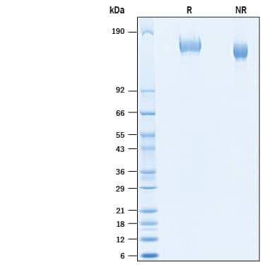 2 μg/lane of Recombinant SARS-CoV-2 B.1.1.7 Spike His-tag (Catalog # 10748-CV) was resolved with SDS-PAGE under reducing (R) and non-reducing (NR) conditions and visualized by Coomassie® Blue staining, showing bands at 148-166 kDa.