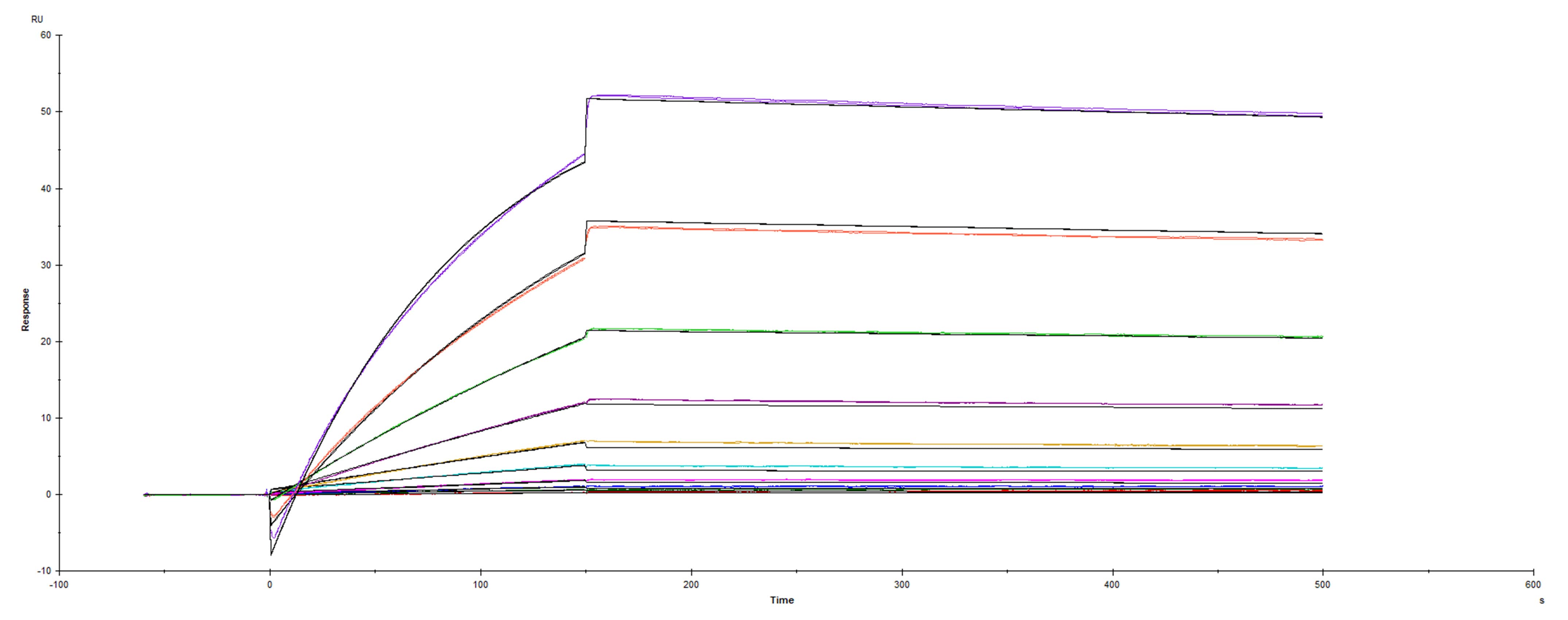 Recombinant SARS-CoV-2 Spike protein UK variant B.1.1.7 His-tag was immobilized on a Biacore Sensor Chip CM5, and binding to recombinant human ACE-2 (933-ZN) was measured at a concentration range between 0.18 nM and 94.3 nM. The double-referenced sensorgram was fit to a 1:1 binding model to determine the binding kinetics and affinity, with an affinity constant of KD=1.185 nM.